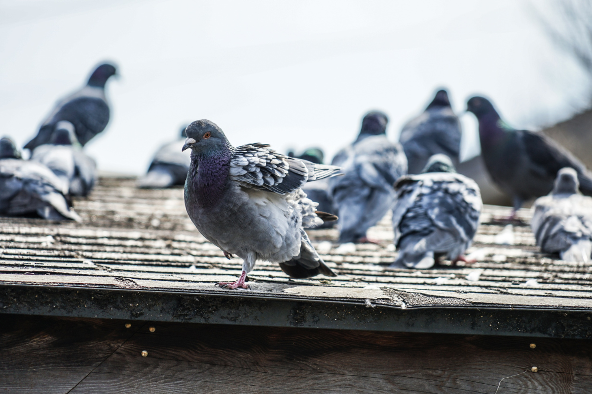 PIGEONS